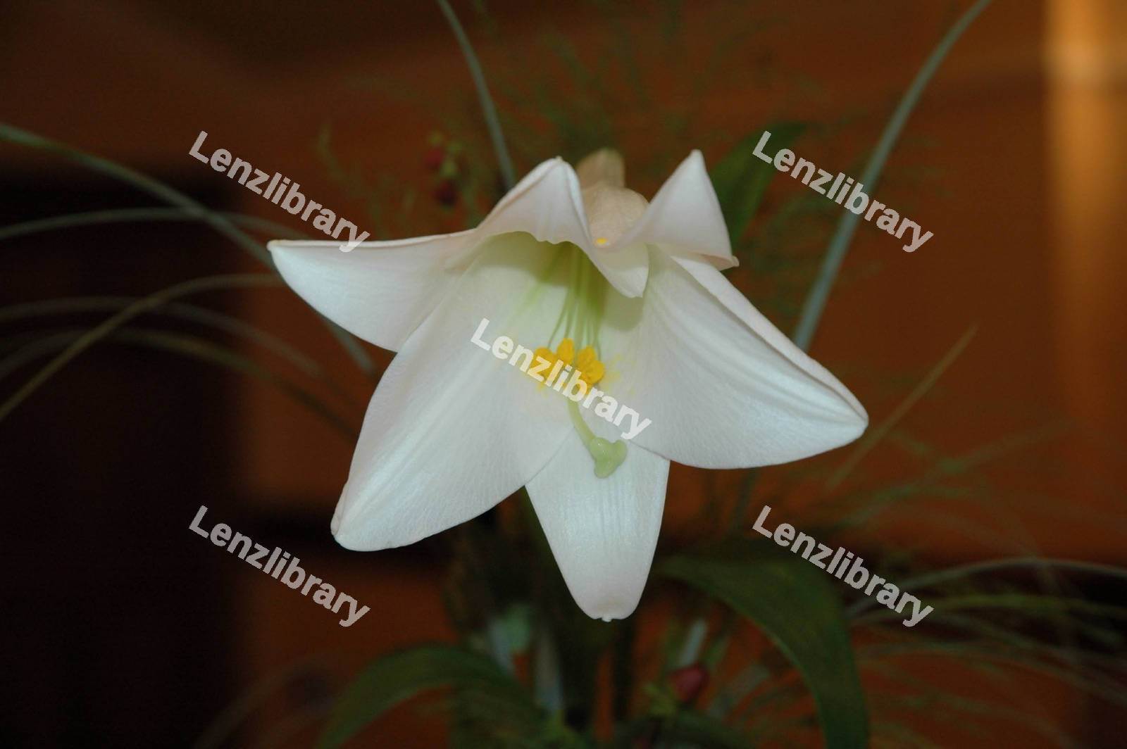 White Flower